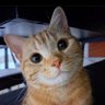 Cumi Basah profil fotoğrafı