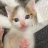🐈★たんぽぽっち★🐈's profile picture
