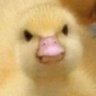 Profilbild von (⋈◍ ˃ᴗ˂ ◍)。✧BONSAI ✧。