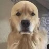 Фото профиля Cão Calvo