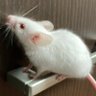 こやな koyana 587's profile picture