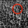 Oliveira's profile picture