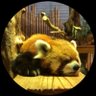 Tora profil fotoğrafı