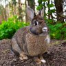 RabbitGaming 的头像