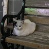 lena profil fotoğrafı