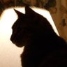 TexasLuluCat profil fotoğrafı