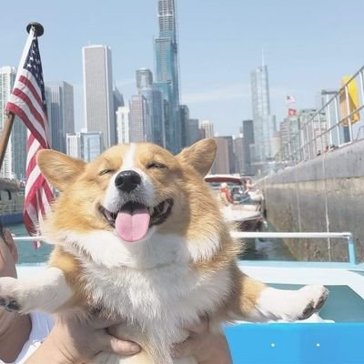 Corgi Lovers 🙏 🇺🇸's profile picture