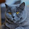 C4rtuch0 profil fotoğrafı