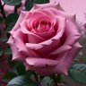 صمت المشاعر's profile picture