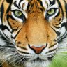 Фото профиля Emma 💛🖤🐯