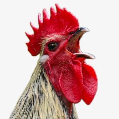Baron of Chickens's profile picture