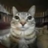 elly 🇵🇸's profile picture