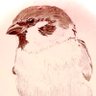 -Norn-のるん-'s profile picture