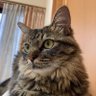 はな profil fotoğrafı