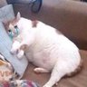 smile cat's profile picture