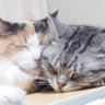 にくまん profil fotoğrafı