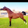 Фото профиля ابو سعود
