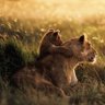 santosh bhagat profil fotoğrafı