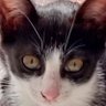 Profilbild von CaptHooktheCat.Atin