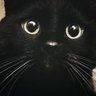 Profilbild von 🐈⬛黒猫🐈⬛