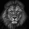 زئيير الأسد's profile picture
