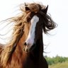 Kentucky Joe profil fotoğrafı