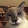 Morris Taylor's profile picture