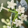 Фото профиля Tuanaa🕊️