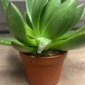 Фото профиля Wes The Manny Plant