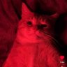 Profilbild von him