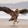 فداء profil fotoğrafı