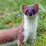 Weak Weasel 的头像