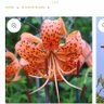 Фото профиля LillyZ