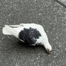 Profilbild von 釣りに行きたい
