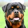 Profilbild von BocaDuke