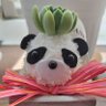 Фото профиля Fなきたぱんだ🐼