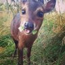 Dupu's profile picture