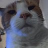 Jake Prime's profile picture