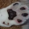 Фото профиля 猫はお利口さん