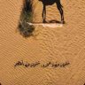 علي بن فايز 的头像