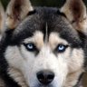 Profilbild von 犬