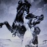 bucefalo's profile picture