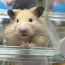 ドジきんちゃん 的头像