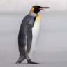 Profilbild von V🐧