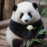 Profilbild von Susan-Betty Love