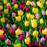 Praveen Kumar profil fotoğrafı