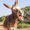 Profilbild von Elnombrequedaenblanco