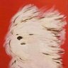 Sacarosa's profile picture