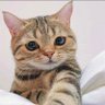 zppemi's profile picture