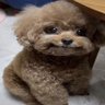 happy doggi☆'s profile picture